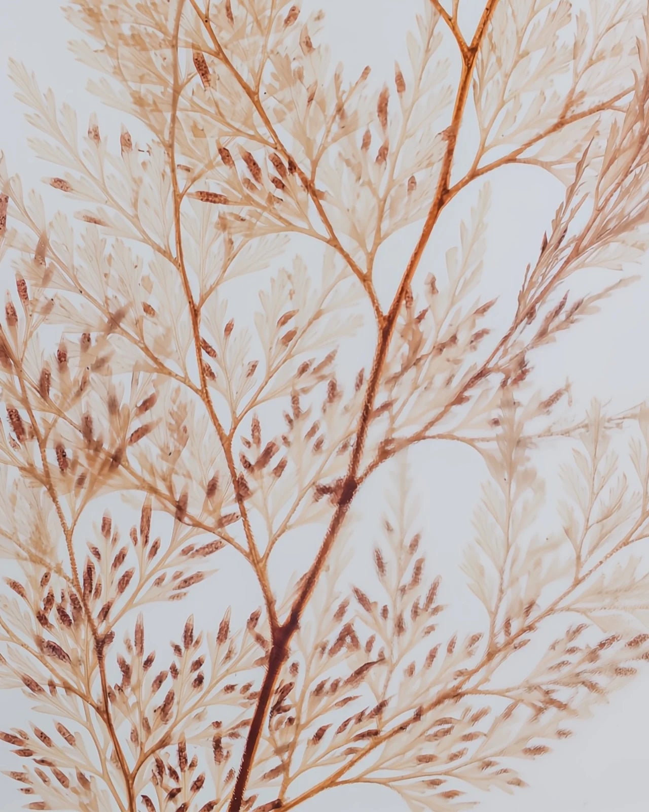 wabi sabi herbarium giapponese artigianali con fiori conservati in bottiglia di vetro farmaceutico e tappo in legno naturale - foglia stabilizzata di felce neve - dettaglio