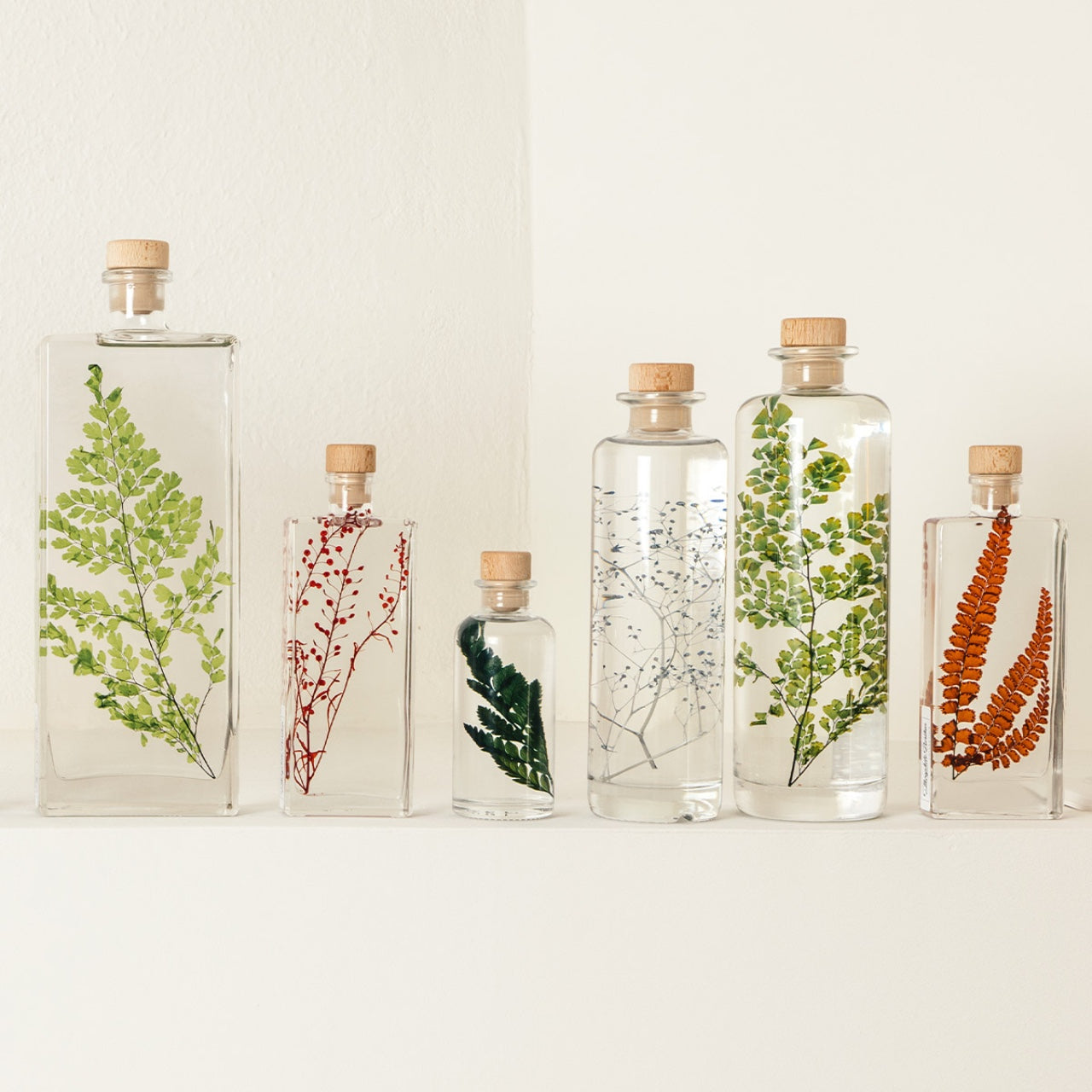 Piante e Herbarium
