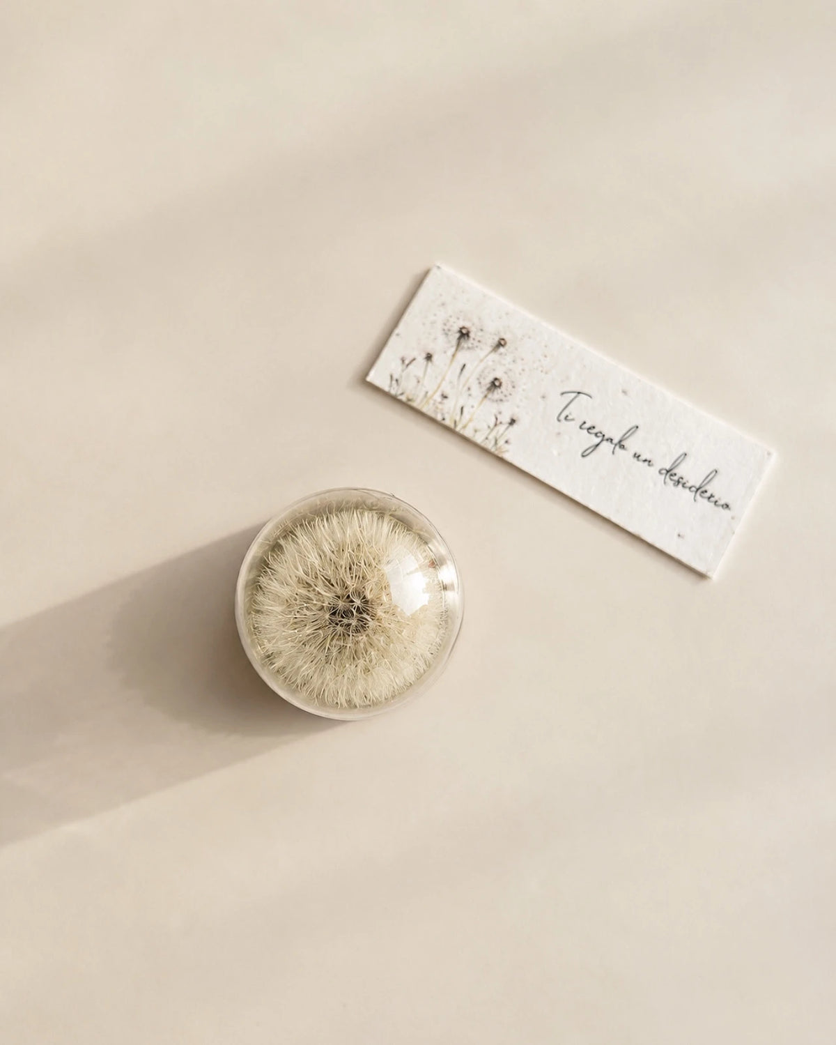 dettaglio del fiore di tarassaco preservato, simbolo di leggerezza e desideri