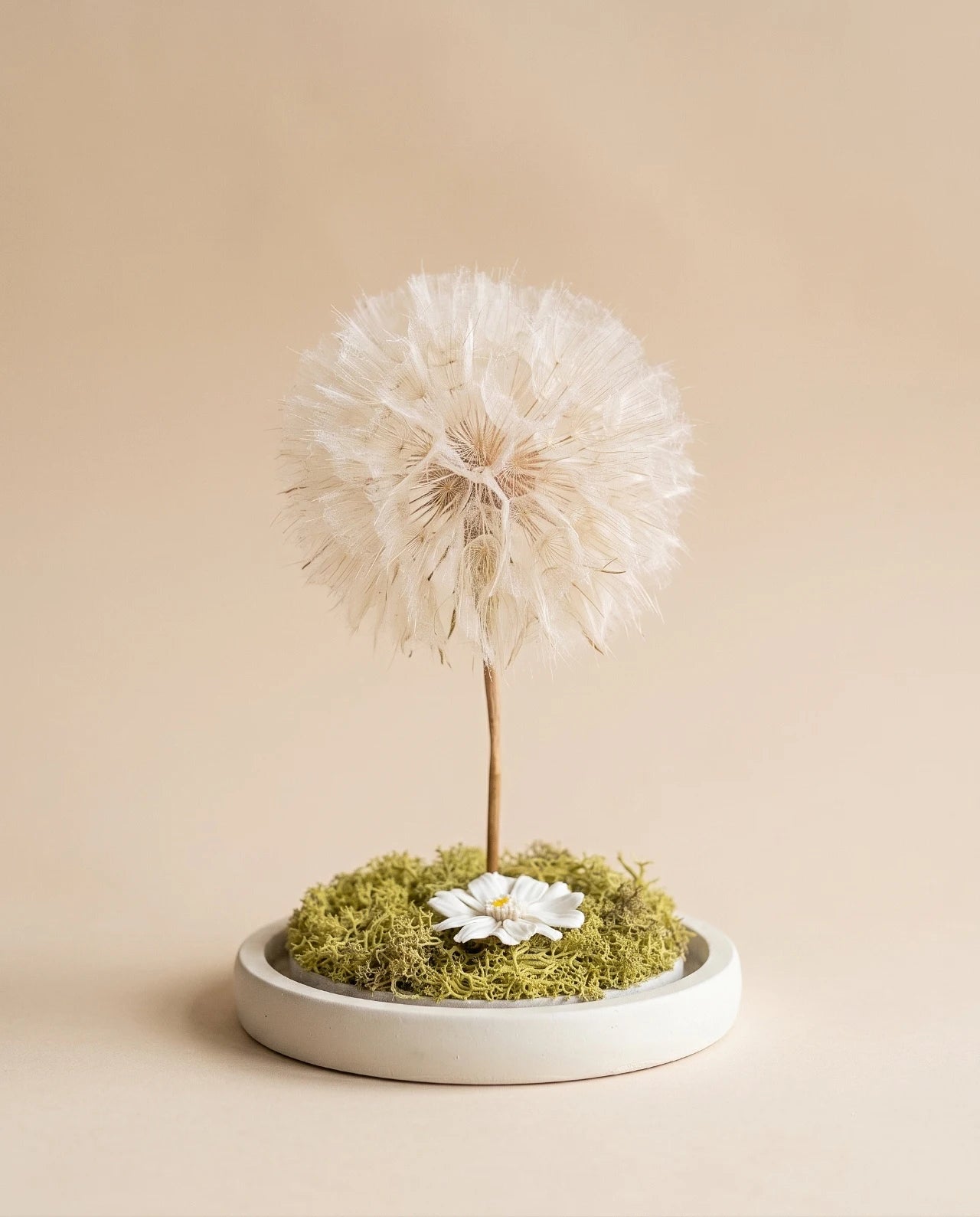 dettaglio soffione maxi stabilizzato ( frutto del fiore di tragopogon ) con muschio stabilizzato e glixia in campana di vetro con base di legno